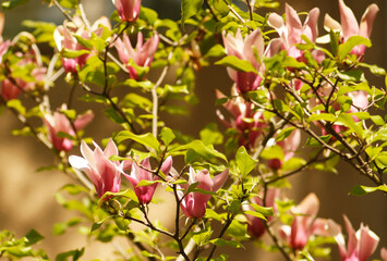 Blooming magnolia tree in springtime garden. Magnolia tree with pink flowers