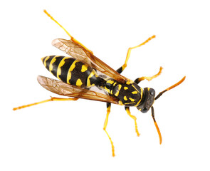 European wasp, Polistes associus, isolated on white background, top view