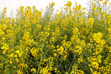 The beautiful texture and shape of bright yellow rapeseed flowers from a vast rapeseed field.