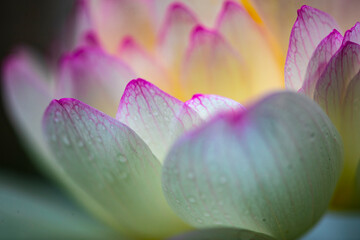 Fototapeta premium Thousands of lotus flowers in many forms, buds, and blooms.