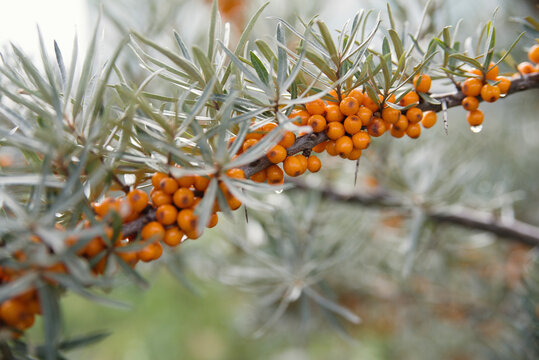 Sea buckthorn berries on the bush