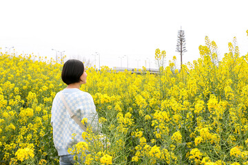 Young asian woman enjoys wandering through rapeseed (Brassica napus) field surrounded by bright colourful yellow flowers during spring summer season - obrazy, fototapety, plakaty