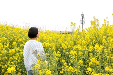 Foto op Canvas Young asian woman enjoys wandering through rapeseed (Brassica napus) field surrounded by bright colourful yellow flowers during spring summer season © Adam