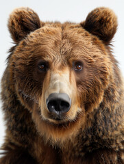 brown grizzly bear close up portrait