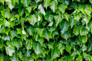 Fototapeta na wymiar Ivy leaves - Close-up