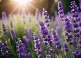 Obraz premium lavender in a field at sunset. purple flowers.