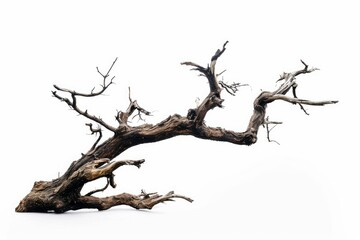 Dry branch of big dead tree with cracked dark bark stem. Beautiful old tree isolated on white...