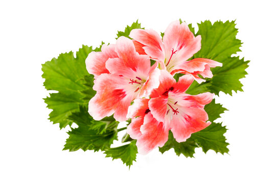 Pelargonium flower on the white background