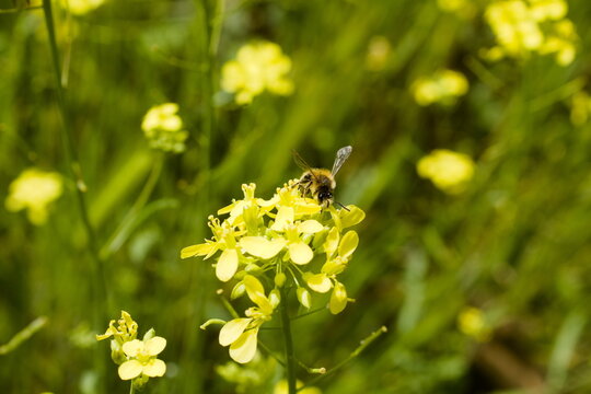 bee pollinating Bunias orientalis
