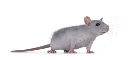 Cute blue young rat, standing side ways. Looking curious and reaching to the side beside camera. Isolated on a white background.