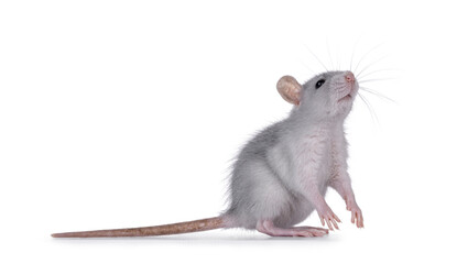 Cute blue young rat, standing side ways on hind paws. Looking up and above camera sniffing smelling something. Isolated on a white background.