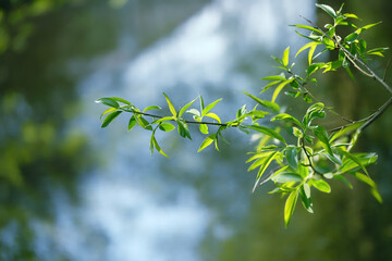 tree branches with young bright green leaves, abstract natural background. new young tree foliage. spring or summer seasonal forest landscape.