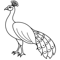 illustration of a peacock vector illustration