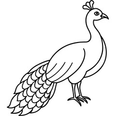illustration of a peacock vector illustration