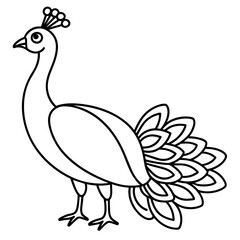 illustration of a peacock vector illustration