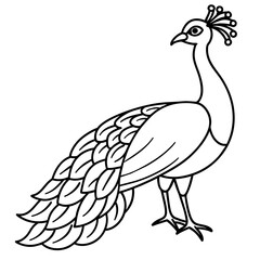 illustration of a peacock vector illustration