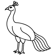 illustration of a peacock vector illustration