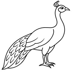 illustration of a peacock vector illustration