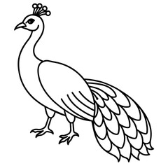 illustration of a peacock vector illustration
