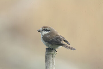 Brown shrike