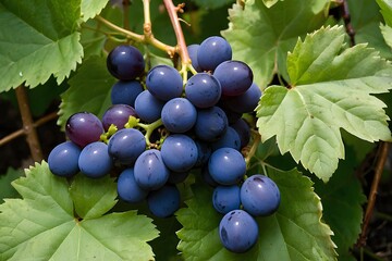 bunch of grapes