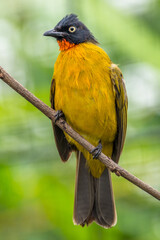 The ruby-throated bulbul (Rubigula dispar), or yellow bulbul, also known as flame throated bulbul is a member of the bulbul
