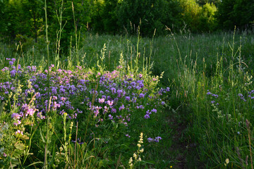 purple flowers in a green lawn in the forest with amazing sunshine   