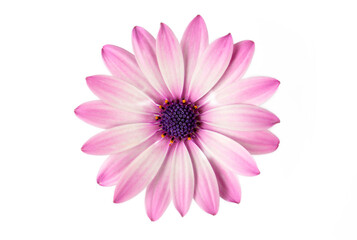 African daisy flower - Dimorphotheca ecklonis isolated on white background