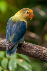 A lovebird (Agapornis) is a type of parrot. There are nine species. They are a social and affectionate small parrot.