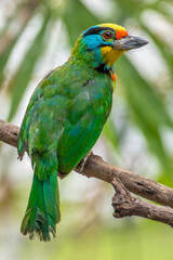 The red-throated barbet (Psilopogon mystacophanos) is a species of bird in the family Megalaimidae