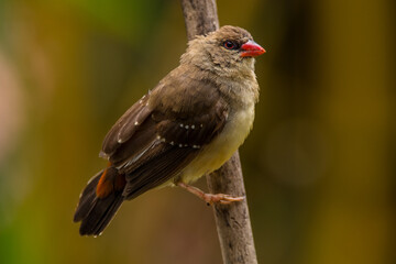 The red avadavat, red munia or strawberry finch, is a sparrow-sized bird of the family Estrildidae. It is found in the open fields and grasslands of tropical Asia and is popular as a cage bird due to 