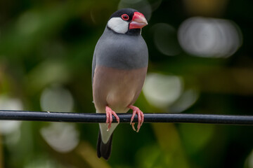 The Java sparrow (Lonchura oryzivora), also known as Java finch, Java rice sparrow or Java rice bird, is a small passerine bird