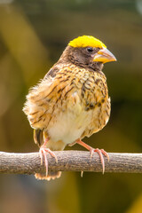The streaked weaver (Ploceus manyar) is a species of weaver bird found in South Asia and South-east Asia