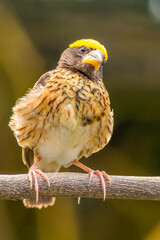 The streaked weaver (Ploceus manyar) is a species of weaver bird found in South Asia and South-east Asia