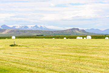 Wrapped hay bales in a grassy field in a rural landscape with mountains in background in Iceland in summer