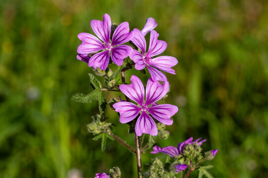 Wild flower; Scientific name: malva sylvestris