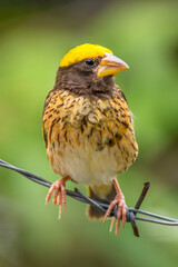 The streaked weaver (Ploceus manyar) is a species of weaver bird found in South Asia and South-east Asia