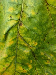 textura de hojas de girasol secandose, web, redes, digital,