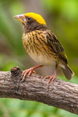The streaked weaver (Ploceus manyar) is a species of weaver bird found in South Asia and South-east Asia