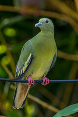 The pink-necked green pigeon (Treron vernans) is a species of bird of the pigeon and dove family, Columbidae. It is a common species of Southeast Asia