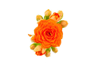 Kalanchoe plant with orange flowers