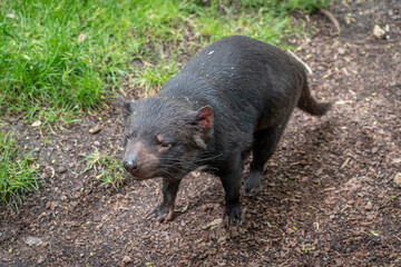 Paris, France - 04 06 2024: The menagerie, the zoo of the plant garden. View of a Tasmanian devil in a park.