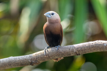 The white-headed munia (Lonchura maja) is a species of estrildid finch found in Teladan, Malaysia, Singapore, Thailand and Vietnam