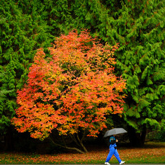 Fall Maple Tree in Green Park with Person Walking Holding Umbrella in Rain