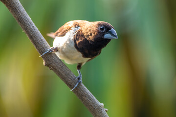 The Javan munia (Lonchura leucogastroides) is a species of estrildid finch native to southern Sumatra, Java, Bali and Lombok islands in Indonesia.