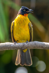 The ruby-throated bulbul (Rubigula dispar), or yellow bulbul, also known as flame throated bulbul is a member of the bulbul
