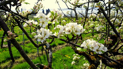 gepflegtes Spalierobst mit weißen Blüten im sonnigen Frühling am Bodensee