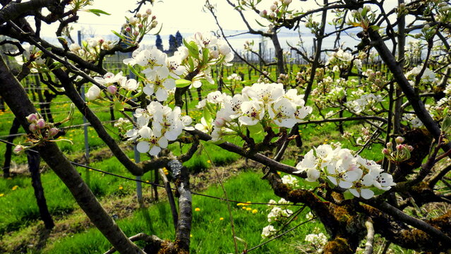gepflegtes Spalierobst mit wei&szlig;en Bl&uuml;ten im sonnigen Fr&uuml;hling am Bodensee