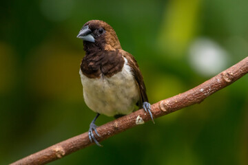 The Javan munia (Lonchura leucogastroides) is a species of estrildid finch native to southern...