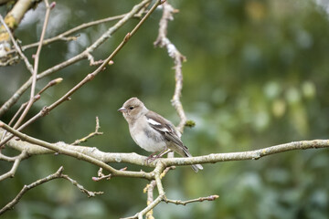 female Chaffinch fringilla coelabs perched in a tree with a blurred background